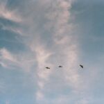 Ever Anderson Instagram - “birds”