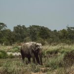 Evgenia Samara Instagram - [123/366•2024]* __________________ Safari mode 🔛🐘🐒🦏🐅 Όλα αυτά σε μια μέρα που μοιάζει με δέκα. Exploring Nepal day 5 #chitwannationalpark #safarilife