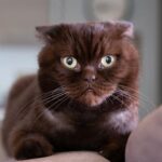 Evrim Akın Instagram – İste bu da benim ruhuuuum,huzurum,komedi kulubum 😻😽💖#bozibey alalim bir dal maasallah   🧿 @emregyrn objektifinden ellerine saglik abisi 😽🙏