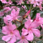 Fátima Molina Instagram - 🌸 will bloom again.