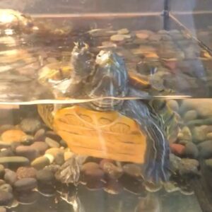 Fairuza Balk Instagram - Happy belated Cinco de Mayo from me and Toogs:) ❤️She likes this song - Terrapin by the immortal mr Syd.