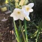 Fairuza Balk Instagram – Miracle Yule narcissus popped up today out of the blue. I planted several of them 3 years ago and had assumed they’d all died but today this beauty showed up reminding me of the miraculousness of existence. It slept for 3 years then came  Back just for xmass. My Mum used to wear an oil called black narcissus when she performed. Hello Mum, Thank you for reminding me that life is indeed Magical I love you