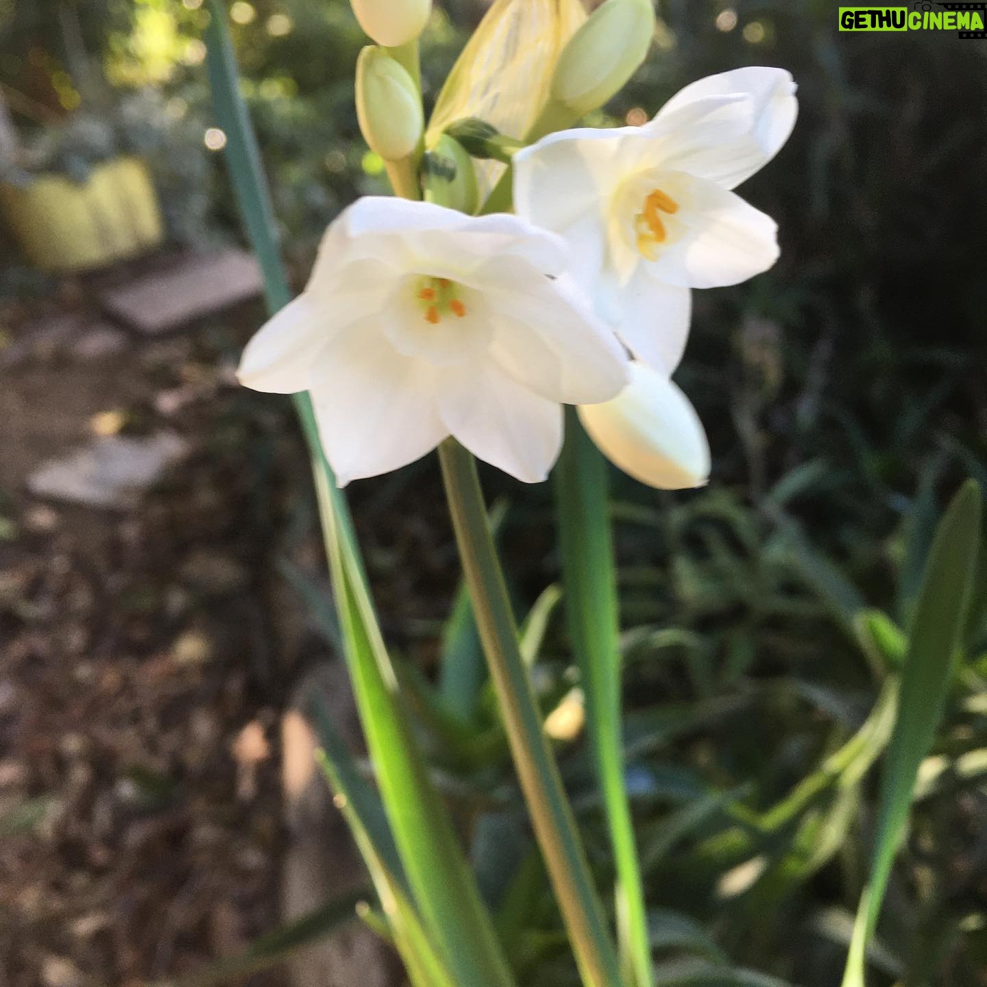 Fairuza Balk Instagram - Miracle Yule narcissus popped up today out of the blue. I planted several of them 3 years ago and had assumed they’d all died but today this beauty showed up reminding me of the miraculousness of existence. It slept for 3 years then came Back just for xmass. My Mum used to wear an oil called black narcissus when she performed. Hello Mum, Thank you for reminding me that life is indeed Magical I love you