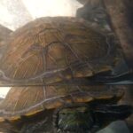 Fairuza Balk Instagram - Toog-glamorous for you! Happy world Turtle day !! With love from Toogis, Me and The Gingey Bear