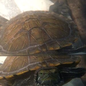 Fairuza Balk Instagram - Toog-glamorous for you! Happy world Turtle day !! With love from Toogis, Me and The Gingey Bear