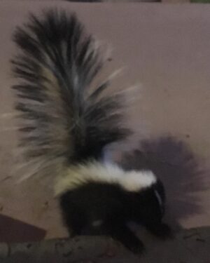 Fairuza Balk Instagram - Love this photo of Lil’ squeaks visiting my porch.