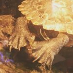 Fairuza Balk Instagram - Teeny tiny webbed. Dinosaur turtle toes !Turtle yoga.