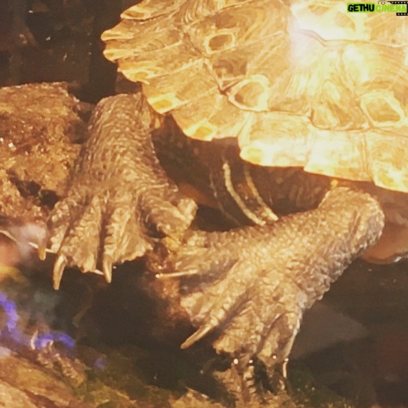 Fairuza Balk Instagram - Teeny tiny webbed. Dinosaur turtle toes !Turtle yoga.