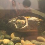 Fairuza Balk Instagram - Toogy’s inner dialogue as interpreted by yours truly #redearedslider