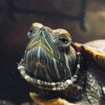 Fairuza Balk Instagram - Glamour shot of Toogs my rescued Turtle. She is quite brilliant, very clever, inquisitive, and I love her more every day.Shes gotten really into interior decorating using her rocks and experimenting with varying positions. She doesn’t watch TV either.