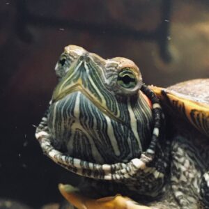 Fairuza Balk Instagram - Glamour shot of Toogs my rescued Turtle. She is quite brilliant, very clever, inquisitive, and I love her more every day.Shes gotten really into interior decorating using her rocks and experimenting with varying positions. She doesn’t watch TV either.