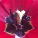 Fairuza Balk Instagram - The inner private universe of a tulip. Fascinating nature everywhere.