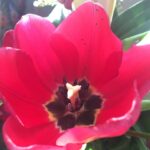 Fairuza Balk Instagram - The inner private universe of a tulip. Fascinating nature everywhere.