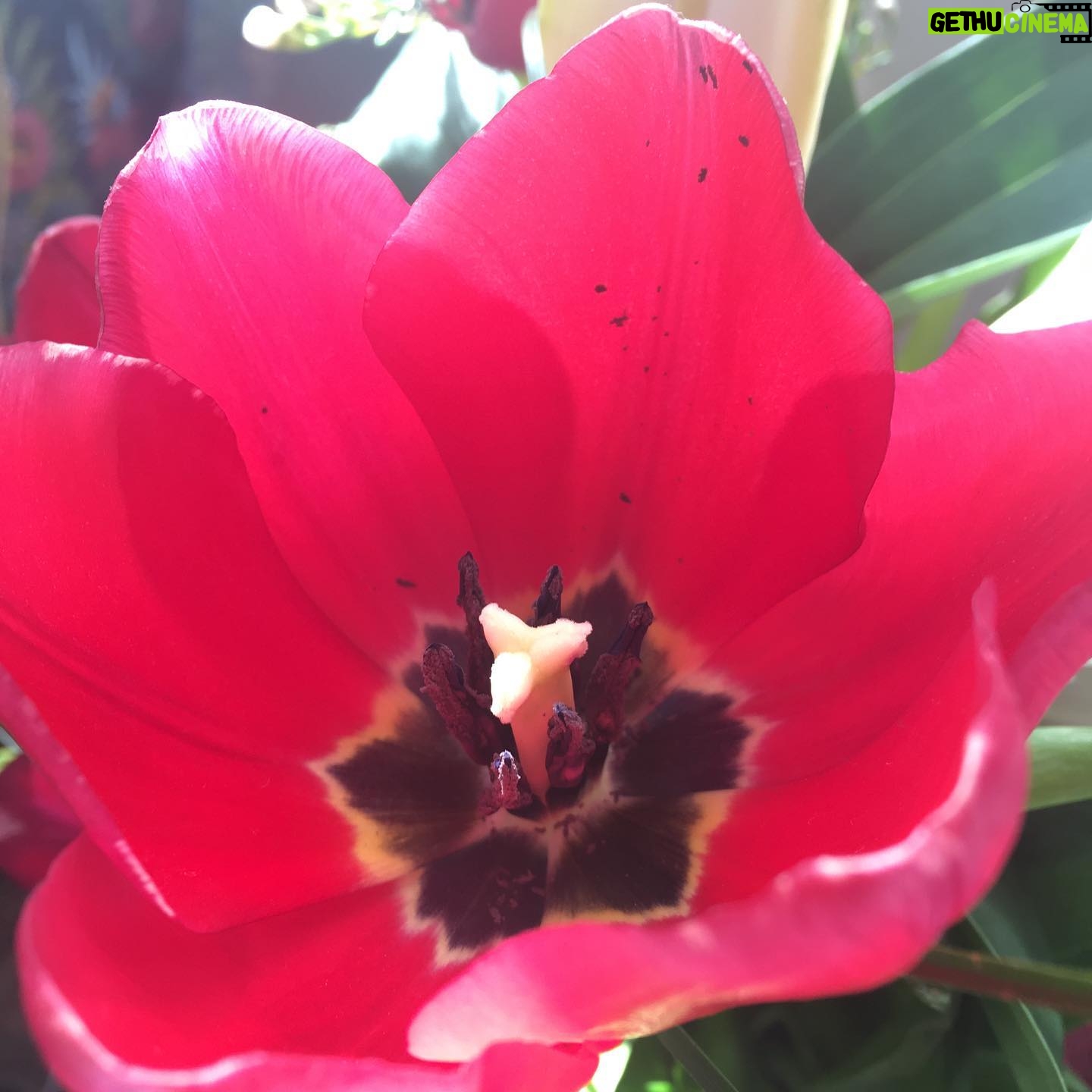 Fairuza Balk Instagram - The inner private universe of a tulip. Fascinating nature everywhere.