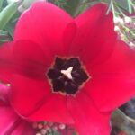 Fairuza Balk Instagram - The inner private universe of a tulip. Fascinating nature everywhere.