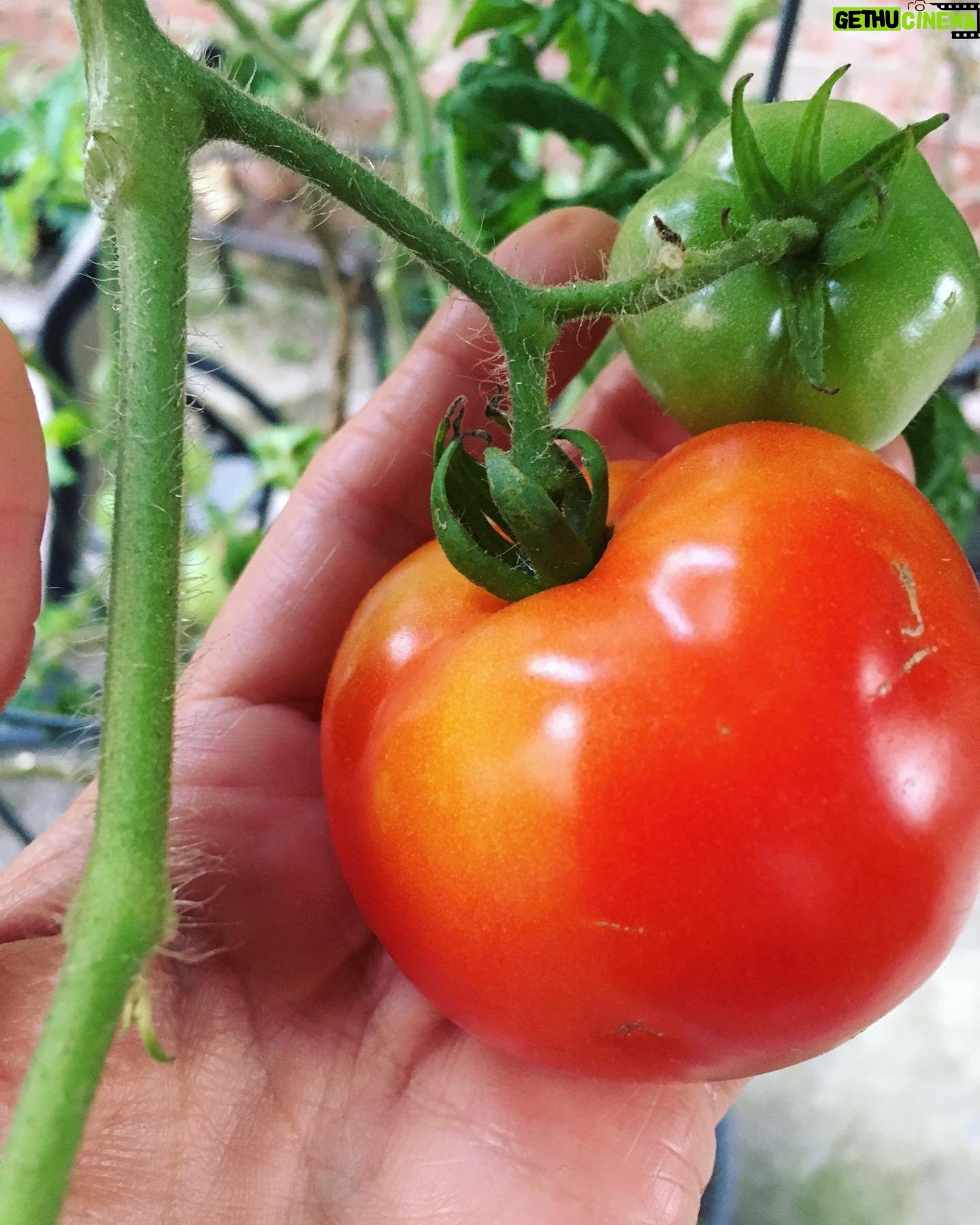Faith Ford - 1.1K Likes - These are called “patio tomatoes”. But Mama Pat & I have renamed them Happy Holiday tomatoes. I mean, go figure?!🤷♀️🍅🙌🏼 #homegrowntomatoes #containergardening #thegiftthatkeepsongiving #grateful