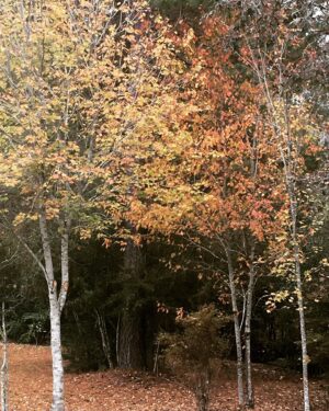 Faith Ford Instagram - Last serving of my favorite Thanksgiving side dish, sweet potato pecan crunch casserole. Such a perfect ending to a crisp fall day! Favorite time of year..🍂🧡🍁 Swipe⬅️ #fallcolors