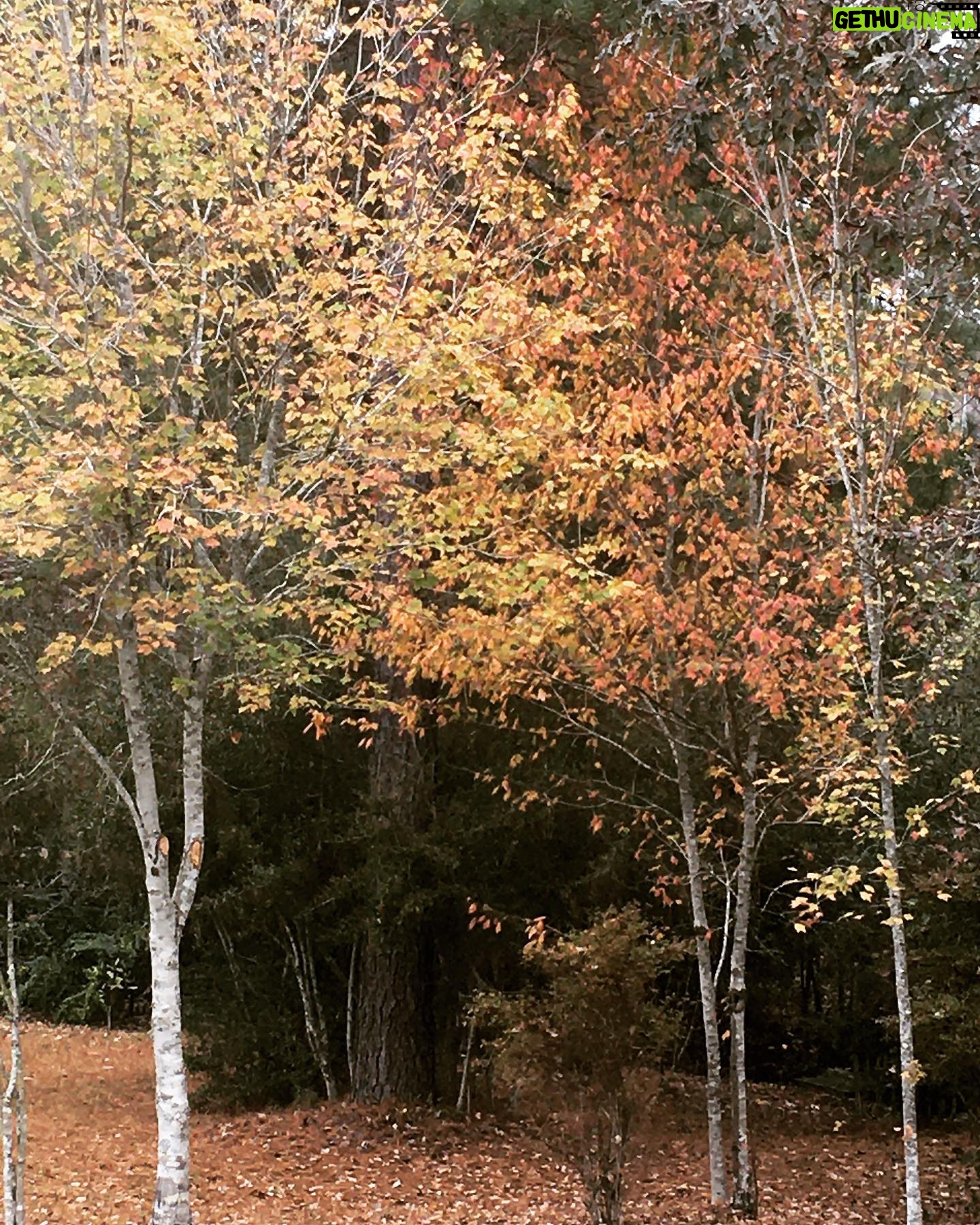Faith Ford - 1.1K Likes - Last serving of my favorite Thanksgiving side dish, sweet potato pecan crunch casserole. Such a perfect ending to a crisp fall day! Favorite time of year..🍂🧡🍁 Swipe⬅️ #fallcolors