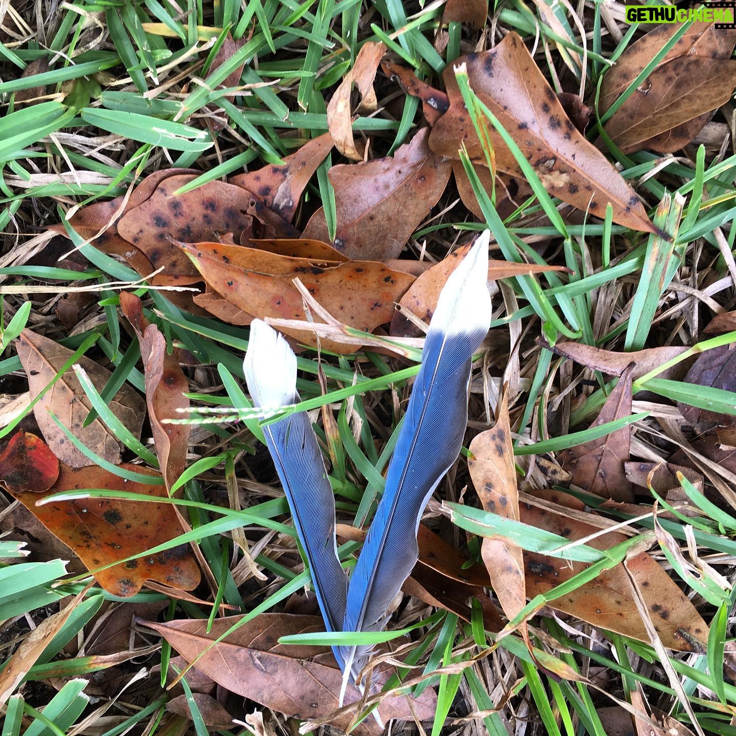 Faith Ford - 1.5K Likes - Two feathers on the grass today.💙 Thank you all for your prayers. Central Louisiana was spared this time. But please keep your prayers going for all of our Southeast Louisiana friends & family. Ida was devastating…😔🙏🏼💔