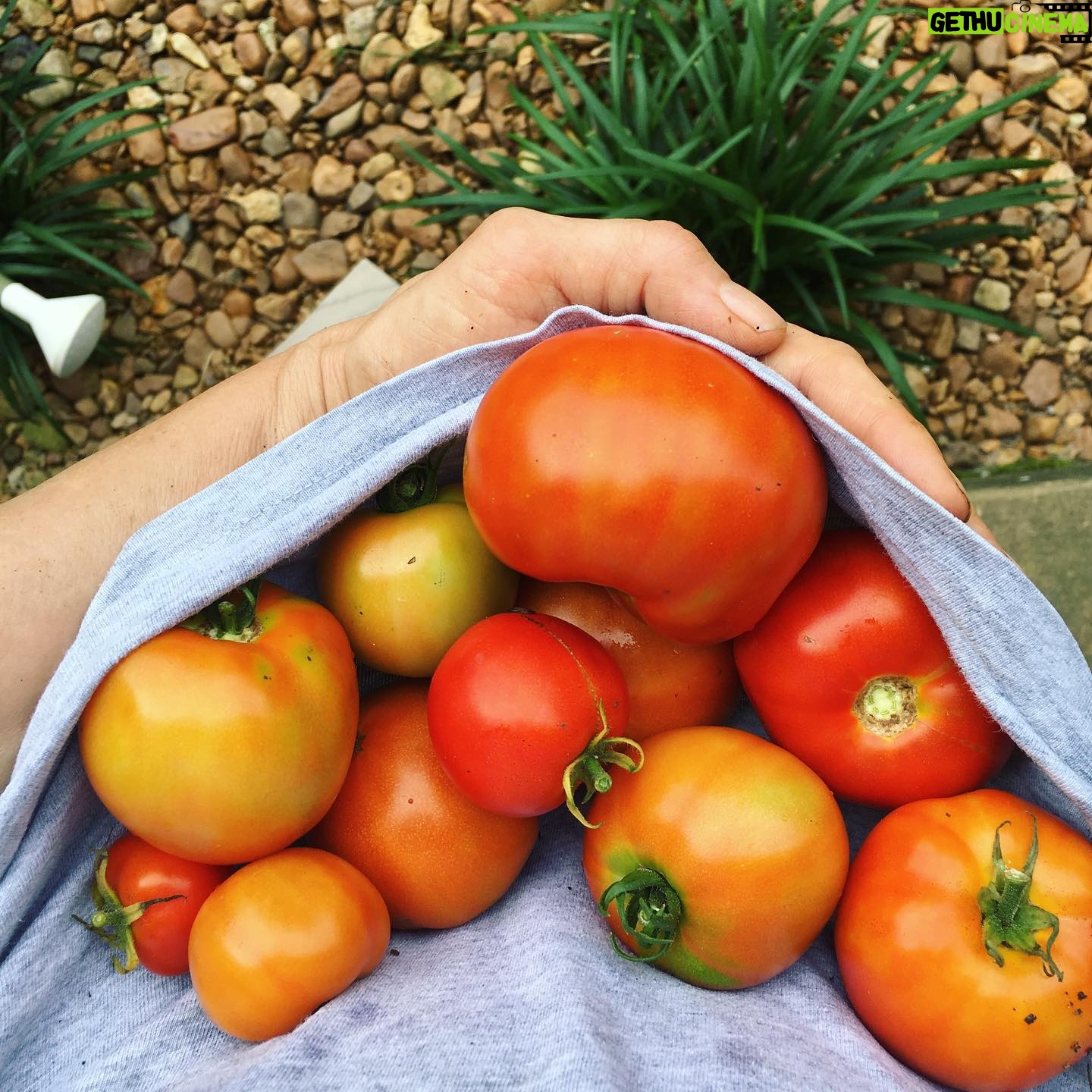 Faith Ford - 1.3K Likes - When you go to check your tomatoes & your t-shirt doubles as a garden bucket!👌🏼🍅😎 #homegrown #tomatoes #nothinglikeit #tgif