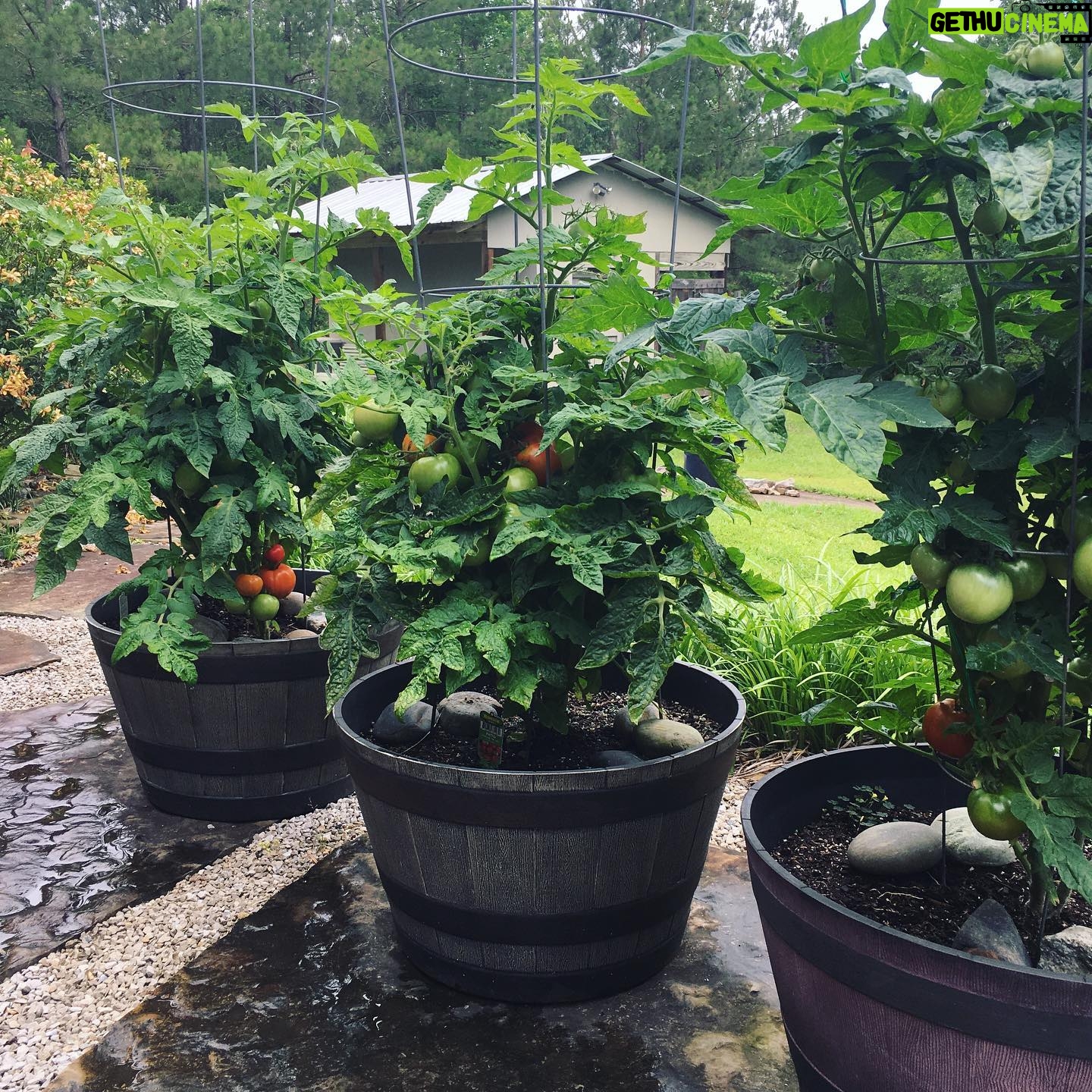 Faith Ford - 1.3K Likes - When you go to check your tomatoes & your t-shirt doubles as a garden bucket!👌🏼🍅😎 #homegrown #tomatoes #nothinglikeit #tgif