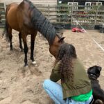 Fajah Lourens Instagram - 11 jaar geleden moest ik dit geweldige paard loslaten. Ik had geen geld meer om mijn paarden te onderhouden na de scheiding. Dit was een van de pijnlijkste gebeurtenissen uit mn leven die ik over de jaren langzaam wanneer ik het toeliet beetje voor beetje heb verwerkt. Ik durfde niet te bellen omdat ik bang was dat hij dood was. Gelukkig leeft hij nog en heb ik destijds een hele lieve nieuwe mama voor hem gevonden. Dankjewel Lieve @romyvaassen voor je lieve zorgen. Het koste me even om alles weer op te bouwen en nu pakt niemand dat ooit nog van me af. Mijn twee prachtige PRE jaarlingen zullen voor altijd aan mijn zijde zijn. Ik verheug me op ons Spanje avontuur en geniet van elke coaching sessie die ze geven. Zo zie je maar dat je altijd een keus hebt. Je kan jezelf uit elke situatie omhoog halen met de juiste #killermindset
