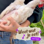Fajah Lourens Instagram - In deze nieuwe serie #weetwatjeeet met @fayaofficial willen wij meer bewustwording creëeren over wat je nou eigenlijk eet. Ook als je onze producten gebruikt of bereidt. In deze video de hoofdrol aan Fajah’s kippen 🐓 Eieren zonder BeterLeven-ster en BeterLeven 3-sterren eieren zien er hetzelfde uit, maar als het om de kip gaat is dat absoluut niet zo. Side-note: Eet je kippenvlees? Fajah haalt haar 100% natuurlijke en antibiotica vrije kip bij @schotsehooglanders.nl 😉