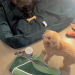 Fajah Lourens Instagram - KORTING bij @zooplus.nl met de code :FAJAH10 Kerst vier je niet alleen maar ook met je huisdieren. Hoe leuk is het om samen met jouw huisdier kerstcadeautjes uit te pakken? Samen met Jace en Nena heb ik wat kerstcadeautjes uitgepakt. Dit waren onze favorieten: Rubberen bot, gezonde honden snoepjes. Warme gewatteerde honden jas voor mijn kleine trutje die liever binnen als buiten piest met dit weer ende prachtige groene mand. Wil jij nou ook leuke kerstcadeautjes voor jouw huisdier bestellen? Krijg met de kortingscode FAJAH10 korting op de volgende merken: Nomad Tales, Tiaki, Modern Living & Wolf of Wilderness