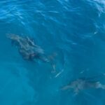 Fanny Salvat Instagram - Une story des Maldives ! 😍❤️ #maldive #dauphins #sunset #travel