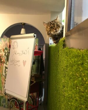 Fatima AlBanawi Instagram - English ⬇️
في رحمة الله أميرتي كليوباترا 🐈
(٢٠٠٨ - ٢٠٢٣)
شكرًا لأنك علمتيني عن الحياة:
١. ليس عليك أن تحزن بمفردك.
٢. كن بجانب شريكك ومد ذراعك له حتى لو لم يطلب منك ذلك.
٣. لا عيب في أن تكوني ملكة تستجدي طعام الإنسان وأحضانه.
٤. يمكنك السفر حول العالم في أحلامك بينما أنت مرتاح في منزلك.
٥. إذا كنت تحبها، فلاحقها حتى الخطوة الأخيرة.
٦. إذا كنت تحبها حقًا، فستعرف أنها ستعود، لذا يفضّل أن تنتظرها عند باب الوصول.
٧. الأدوار بين الأم وابنتها في تبادل مستمر.
٨. من الممكن أن تعض أو تخدش طفلاً أو كبيراً إذا كان هو البادئ والبادئ أظلم.
٩. عدم إنجابك أطفال لا يجعلك أقل أمومة بالفطرة.
١٠. يمكنك إظهار مخالبك على حدود منطقتك لتوقي الحذر فقط.
١١. كان الأطباء البيطريون في الأصل أشخاصًا طيبين وأسوأ ما فعلوه أنهم حققوا أحلامهم. 
١٢. أول من أسّس لليوجا كان يمتلك قطّة.
•
•
𝗥𝗲𝘀𝘁 𝗶𝗻 𝗽𝗲𝗮𝗰𝗲 𝗖𝗹𝗲𝗼𝗽𝗮𝘁𝗿𝗮 🐈
(2008 - 2023)
Thank you for teaching me 𝗮𝗯𝗼𝘂𝘁 𝗹𝗶𝗳𝗲:
1. You don’t need to grieve alone.
2. Be there for your partner and extend an arm even if they didn’t ask for it.
3. There is no shame in being a queen that begs for human food and cuddles.
4. You can travel the whole wide world in your dreams at the comfort of your own home.
5. If you love her, you run after her till the very last step.
6. If you really love her, you would know she is coming back so you better be waiting by the door.
7. The roles between mother and daughter are interchangeable.
8. You can bite or scratch a child if he is the one who started it.
9. Not conceiving your own children doesn’t make you less of a mother by instinct.
10. You can showoff your claws at the territory crossing.
11. Vets were originally good people who pursued their dreams.
12. By all means, whoever founded yoga owned a cat.
• 
•
#restinpeace #mycat #monchat #cleopatra #pet #petlovers #cat #farewell #since2008 #lifepet #iwillmissyou