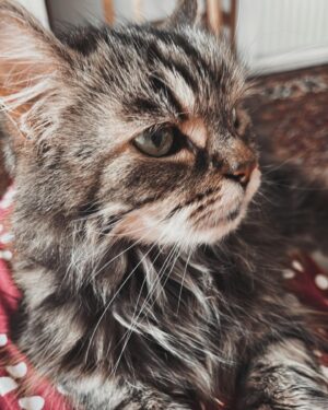 Fatima AlBanawi Instagram - English ⬇️
في رحمة الله أميرتي كليوباترا 🐈
(٢٠٠٨ - ٢٠٢٣)
شكرًا لأنك علمتيني عن الحياة:
١. ليس عليك أن تحزن بمفردك.
٢. كن بجانب شريكك ومد ذراعك له حتى لو لم يطلب منك ذلك.
٣. لا عيب في أن تكوني ملكة تستجدي طعام الإنسان وأحضانه.
٤. يمكنك السفر حول العالم في أحلامك بينما أنت مرتاح في منزلك.
٥. إذا كنت تحبها، فلاحقها حتى الخطوة الأخيرة.
٦. إذا كنت تحبها حقًا، فستعرف أنها ستعود، لذا يفضّل أن تنتظرها عند باب الوصول.
٧. الأدوار بين الأم وابنتها في تبادل مستمر.
٨. من الممكن أن تعض أو تخدش طفلاً أو كبيراً إذا كان هو البادئ والبادئ أظلم.
٩. عدم إنجابك أطفال لا يجعلك أقل أمومة بالفطرة.
١٠. يمكنك إظهار مخالبك على حدود منطقتك لتوقي الحذر فقط.
١١. كان الأطباء البيطريون في الأصل أشخاصًا طيبين وأسوأ ما فعلوه أنهم حققوا أحلامهم. 
١٢. أول من أسّس لليوجا كان يمتلك قطّة.
•
•
𝗥𝗲𝘀𝘁 𝗶𝗻 𝗽𝗲𝗮𝗰𝗲 𝗖𝗹𝗲𝗼𝗽𝗮𝘁𝗿𝗮 🐈
(2008 - 2023)
Thank you for teaching me 𝗮𝗯𝗼𝘂𝘁 𝗹𝗶𝗳𝗲:
1. You don’t need to grieve alone.
2. Be there for your partner and extend an arm even if they didn’t ask for it.
3. There is no shame in being a queen that begs for human food and cuddles.
4. You can travel the whole wide world in your dreams at the comfort of your own home.
5. If you love her, you run after her till the very last step.
6. If you really love her, you would know she is coming back so you better be waiting by the door.
7. The roles between mother and daughter are interchangeable.
8. You can bite or scratch a child if he is the one who started it.
9. Not conceiving your own children doesn’t make you less of a mother by instinct.
10. You can showoff your claws at the territory crossing.
11. Vets were originally good people who pursued their dreams.
12. By all means, whoever founded yoga owned a cat.
• 
•
#restinpeace #mycat #monchat #cleopatra #pet #petlovers #cat #farewell #since2008 #lifepet #iwillmissyou