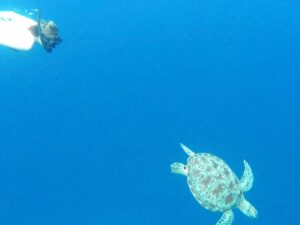 Felicia Truedsson Instagram - i lost my phone to the monkeys and had to trade him my lunch to get it back but then i bonded with a turtle so all is well <3 bali <3