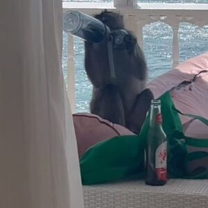 Felicia Truedsson Instagram - i lost my phone to the monkeys and had to trade him my lunch to get it back but then i bonded with a turtle so all is well <3 bali <3