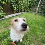 Filipa Nascimento Instagram – Dias incríveis no Porto, num também muito incrível hotel onde o meu primeiro filho teve uma estadia de rei 🐶👑
Por mais hotéis pet friendly em Portugal se faz favor!!