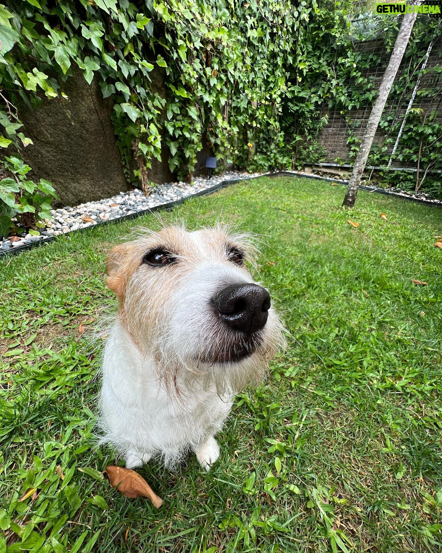 Filipa Nascimento Instagram - Dias incríveis no Porto, num também muito incrível hotel onde o meu primeiro filho teve uma estadia de rei 🐶👑 Por mais hotéis pet friendly em Portugal se faz favor!!