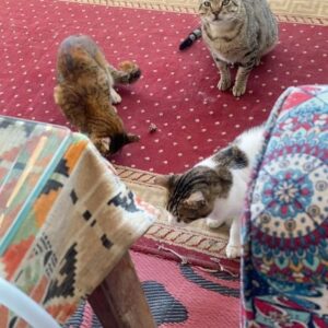 Fiona Dourif Instagram - Sphinxesssss