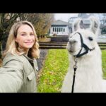 Fiona Gubelmann Instagram – When the talented peeps making “Animal Control” ask you to play with them, you say YES!!! 
Watch me tonight on ANIMAL CONTROL on @foxtv at 9/8c 
I had a blast with these talented ladies. Thanks for the laughs and for being such sweet lovely supportive women! @vellalovell @gracemmpalmer @vellalovell 
🦙🦙🦙🦙🦙🦙🦙
#animalcontrolonfox