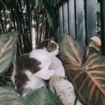 Fitrie Rachmadhina Instagram - Gagah bgt km nak kalo diluar rumah. Cewe-cewe itu gak akan tau kalo kamu mau tidur harus ditimang timang dan di elus-elus. 😆 Tiap pagi jam 06.00 selalu bangunin Mamanya minta mejeng di depan pagar sampe gak mau makan dulu. Oh Tuhan, bayiku udah mau KAWIN! Tolong teman temanku kalo ada anak cewenya yang mau dikawinin sama Zazu. Yuk dia udah siap banget. Dia sangat perkasa dan gagah walo bobonya msh hrs di peluk.