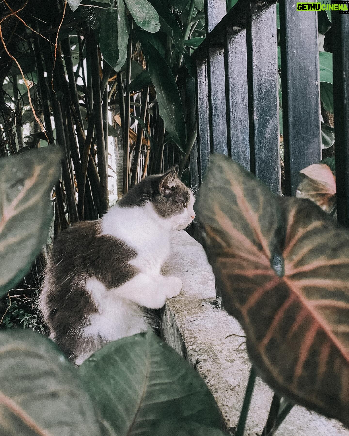 Fitrie Rachmadhina Instagram - Gagah bgt km nak kalo diluar rumah. Cewe-cewe itu gak akan tau kalo kamu mau tidur harus ditimang timang dan di elus-elus. 😆 Tiap pagi jam 06.00 selalu bangunin Mamanya minta mejeng di depan pagar sampe gak mau makan dulu. Oh Tuhan, bayiku udah mau KAWIN! Tolong teman temanku kalo ada anak cewenya yang mau dikawinin sama Zazu. Yuk dia udah siap banget. Dia sangat perkasa dan gagah walo bobonya msh hrs di peluk.