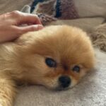 Frédérique Bel Instagram - #JocaZeDog