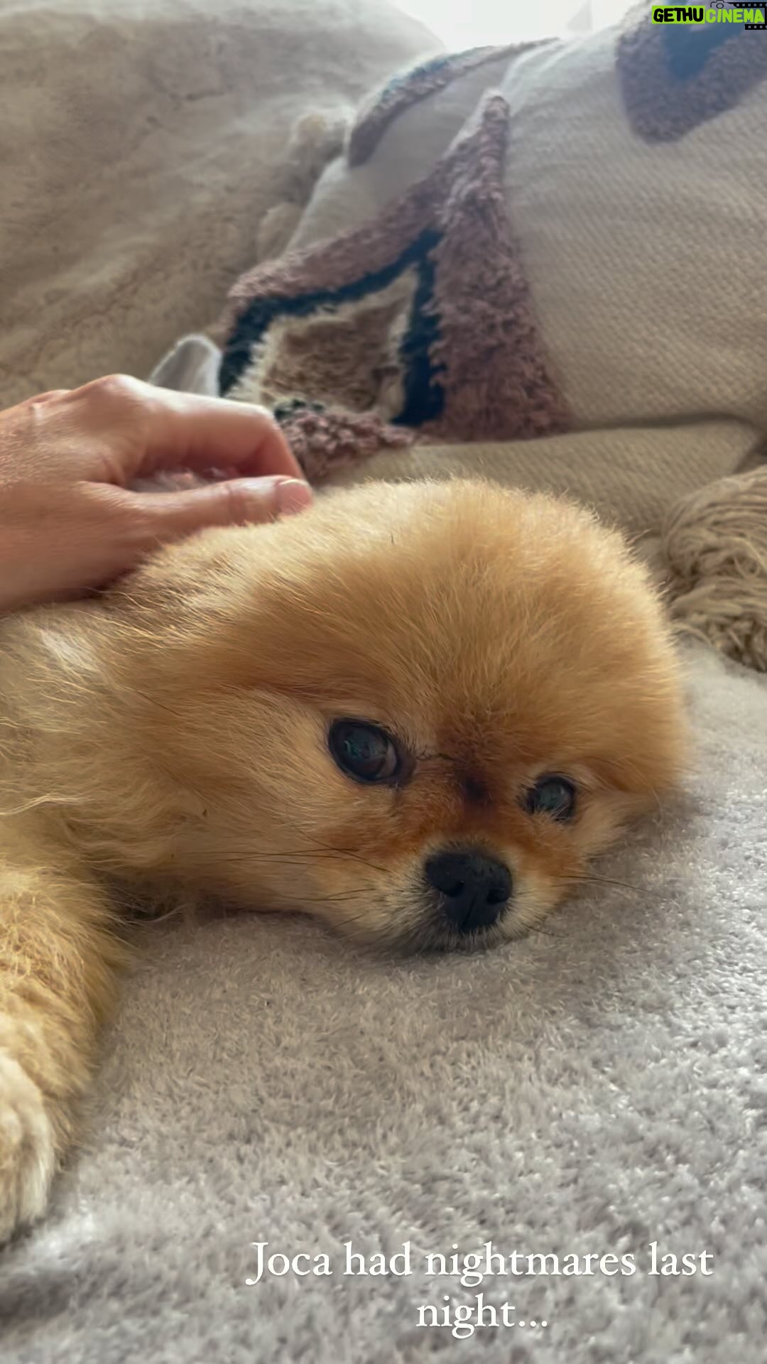 Frédérique Bel - 6.4K Likes - #JocaZeDog