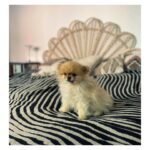 Frédérique Bel Instagram - Back home ! #JocazeDog love musique … and talented musician 🧐😍🥰 @laurentkorcia @anjalinder_harpist #Paris