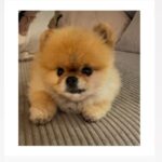Frédérique Bel Instagram – #JocazeDog #pom #pomeranian #Dogs #DogsLover