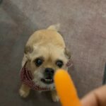 Franchesca Ramsey Instagram – I wish I loved anything half as much as @onlyyflex loves carrots 😂😍🥕