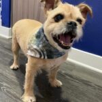 Franchesca Ramsey Instagram – This month marks FOUR years with my man @onlyyflex!! This pup makes me smile every day, I truly couldn’t imagine life without him 🥰😭 And to celebrate our anniversary I designed Flex his very own “flexin’ watercolor bandana!” And now you can purchase one for your pup via my brand new online shop!! Not only does this gorgeous bandana feature my handmade arch print, it can also be folded in multiple ways to display either pink/purple or green/blue!! Hit the link in my bio or visit ➡️ shop.franchesca.net ⬅️to order one for your fur baby!! More merch coming soooon! 🐾💕✨