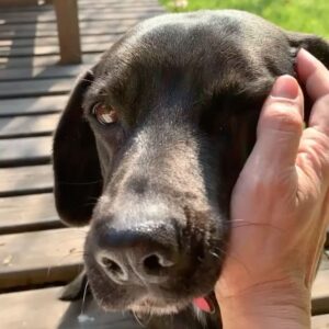 Francisca Gavilán Instagram - Rosa, hermosa perrita amada, llegaste en el momento mas oportuno de nuestras vidas hace 12 años, te fuiste en el momento menos esperado, pero llena de amor y acompañada de nosotros, gracias, gracias por todo 🌹fuiste una gran perra, compañera fiel de mis hijos y mía , del Vali también. Te echaremos mucho de menos, te amamos Rosa, La Rosa 🥹❤️❤️❤️‍🩹
Logramos ser buenas viejas amigas 💫✨♾️
Buen viaje Rosita………
Fotos de los niños Joaquín y Simón y mías.