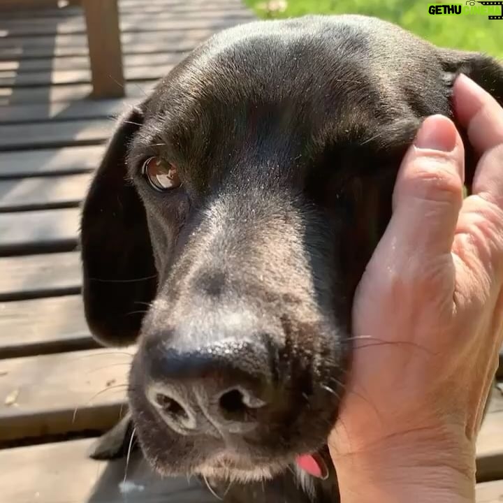 Francisca Gavilán - 3.4K Likes - Rosa, hermosa perrita amada, llegaste en el momento mas oportuno de nuestras vidas hace 12 años, te fuiste en el momento menos esperado, pero llena de amor y acompañada de nosotros, gracias, gracias por todo 🌹fuiste una gran perra, compañera fiel de mis hijos y mía , del Vali también. Te echaremos mucho de menos, te amamos Rosa, La Rosa 🥹❤️❤️❤️🩹
Logramos ser buenas viejas amigas 💫✨♾️
Buen viaje Rosita………
Fotos de los niños Joaquín y Simón y mías.