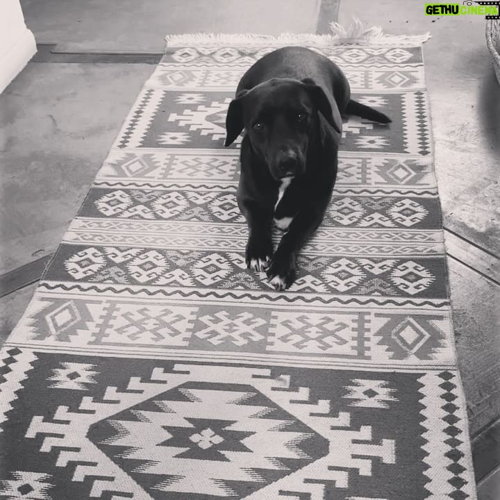 Francisca Gavilán - 3.4K Likes - Rosa, hermosa perrita amada, llegaste en el momento mas oportuno de nuestras vidas hace 12 años, te fuiste en el momento menos esperado, pero llena de amor y acompañada de nosotros, gracias, gracias por todo 🌹fuiste una gran perra, compañera fiel de mis hijos y mía , del Vali también. Te echaremos mucho de menos, te amamos Rosa, La Rosa 🥹❤️❤️❤️🩹
Logramos ser buenas viejas amigas 💫✨♾️
Buen viaje Rosita………
Fotos de los niños Joaquín y Simón y mías.