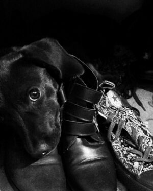 Francisca Gavilán Instagram - Rosa, hermosa perrita amada, llegaste en el momento mas oportuno de nuestras vidas hace 12 años, te fuiste en el momento menos esperado, pero llena de amor y acompañada de nosotros, gracias, gracias por todo 🌹fuiste una gran perra, compañera fiel de mis hijos y mía , del Vali también. Te echaremos mucho de menos, te amamos Rosa, La Rosa 🥹❤️❤️❤️‍🩹
Logramos ser buenas viejas amigas 💫✨♾️
Buen viaje Rosita………
Fotos de los niños Joaquín y Simón y mías.