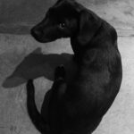 Francisca Gavilán Instagram - Rosa, hermosa perrita amada, llegaste en el momento mas oportuno de nuestras vidas hace 12 años, te fuiste en el momento menos esperado, pero llena de amor y acompañada de nosotros, gracias, gracias por todo 🌹fuiste una gran perra, compañera fiel de mis hijos y mía , del Vali también. Te echaremos mucho de menos, te amamos Rosa, La Rosa 🥹❤️❤️❤️‍🩹 Logramos ser buenas viejas amigas 💫✨♾️ Buen viaje Rosita……… Fotos de los niños Joaquín y Simón y mías.